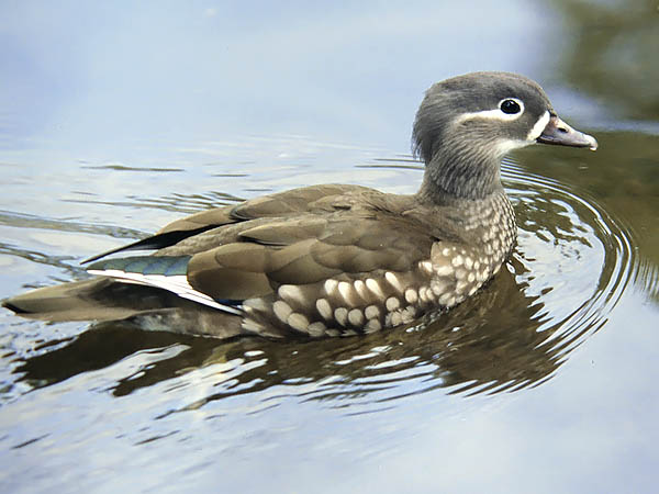Mandariinisorsa, Mandarin Duck, Aix galericulata